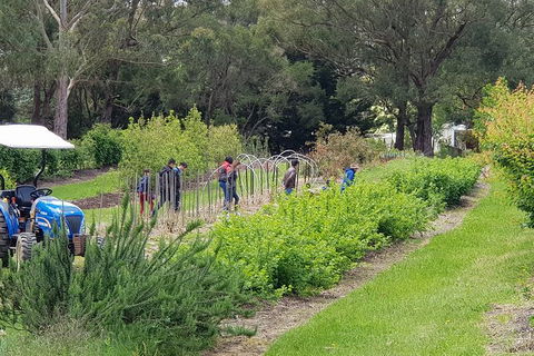 Day Tour Of Yarra Valley Puffing Billy And Rayners Orchard - Mackay Tourism 29
