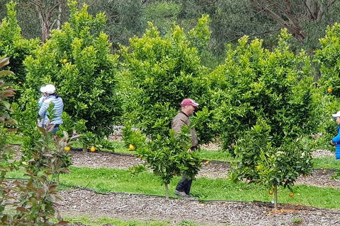 Day Tour Of Yarra Valley Puffing Billy And Rayners Orchard - Mackay Tourism 34