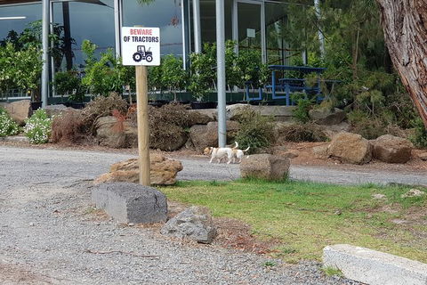 Day Tour Of Yarra Valley Puffing Billy And Rayners Orchard - Mackay Tourism 2