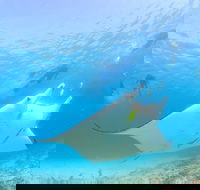 Marine Eco Safari - Swim with Manta Rays - Mackay Tourism