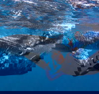 Whale Shark Safari - Mackay Tourism
