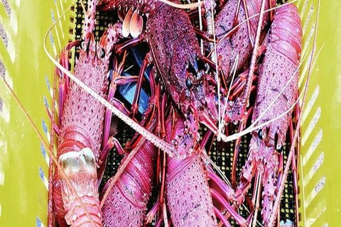 Rottnest Island Wild Seafood Package With Round Trip Ferry From Perth - Mackay Tourism 9