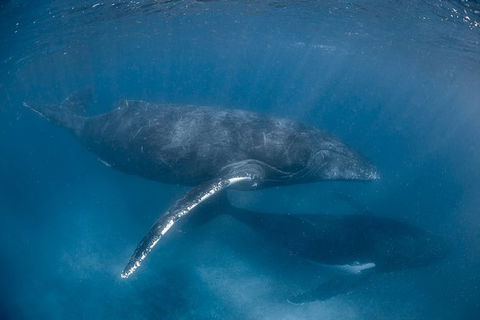 Full-Day Whale Watching Snorkeling And Swimming At Coral Bay - Mackay Tourism 6