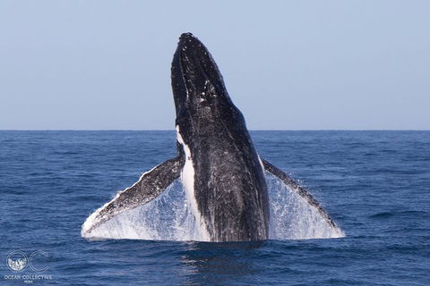 Full-Day Whale Watching Snorkeling And Swimming At Coral Bay - Mackay Tourism 0