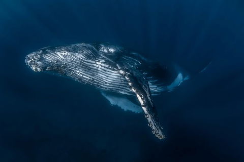 Full-Day Whale Watching Snorkeling And Swimming At Coral Bay - Mackay Tourism 7