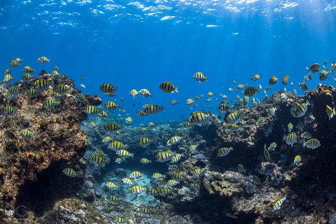 Full-Day Whale Watching Snorkeling And Swimming At Coral Bay - Mackay Tourism 1