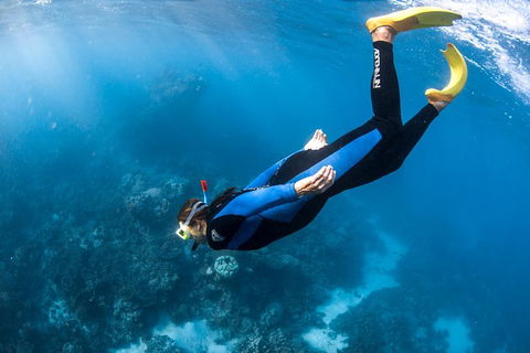 Full-Day Whale Watching Snorkeling And Swimming At Coral Bay - Mackay Tourism 2