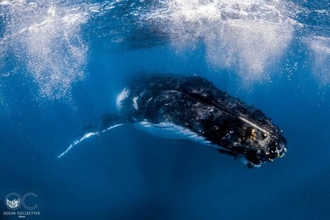 Full-Day Whale Watching Snorkeling And Swimming At Coral Bay - Mackay Tourism 4