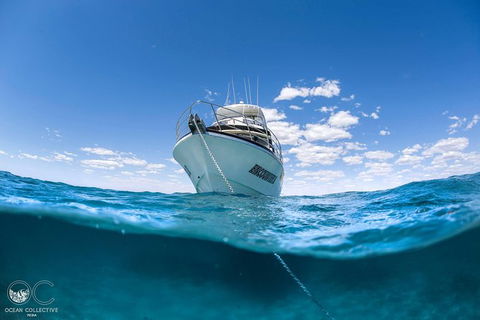 Full-Day Whale Watching Snorkeling And Swimming At Coral Bay - Mackay Tourism 3