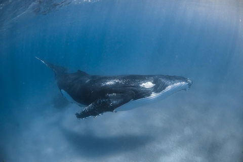 Full-Day Whale Watching Snorkeling And Swimming At Coral Bay - Mackay Tourism 5
