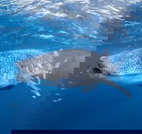 Whale Shark Adventure Tour - Mackay Tourism