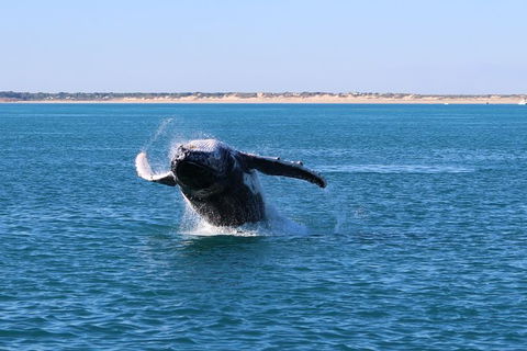 AOC Broome Whale Watching - Mackay Tourism 3