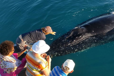 AOC Broome Whale Watching - Mackay Tourism 0