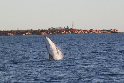 AOC Broome Whale Watching - Mackay Tourism 2