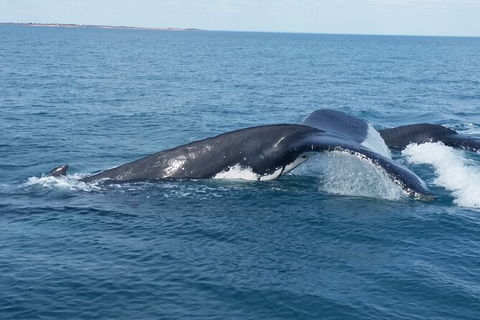 AOC Broome Whale Watching - Mackay Tourism 1