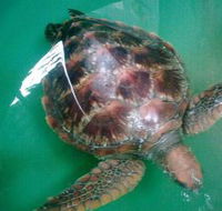 Australian Seabird Rescue - Mackay Tourism