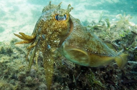 Busselton Jetty & Underwater Observatory Tour - Mackay Tourism 4
