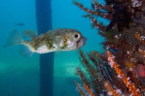 Busselton Jetty & Underwater Observatory Tour - Mackay Tourism 6