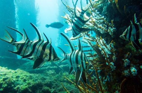 Busselton Jetty & Underwater Observatory Tour - Mackay Tourism 8