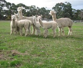 Blackgate Lodge Alpaca Stud - Mackay Tourism 0