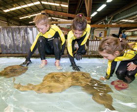 Australian Shark And Ray Centre - Mackay Tourism 0