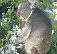 Whiteman Park - Mackay Tourism
