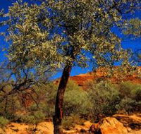 Mt Romance Australia Pty Ltd - Mackay Tourism