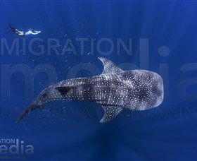 Migration Media - Mackay Tourism 0
