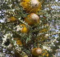 Woylie Walk Dryandra Woodland - Mackay Tourism