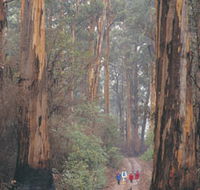 Beedelup National Park - Mackay Tourism