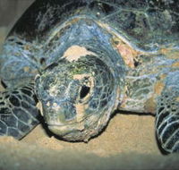 Turtle Nesting Season - Mackay Tourism