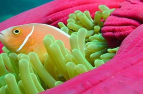 Great Adventures Reef And Green Island Cruises - Mackay Tourism 2