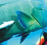 Aristocat Snorkel and Scuba Port Douglas - Mackay Tourism