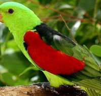 Birdworld Kuranda - Mackay Tourism