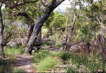 Cooktown Aboriginal Art Tours - Mackay Tourism 2