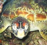 Adrenalin Snorkel and Dive - Mackay Tourism