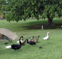 Anzac Park and Ululah Lagoon - Mackay Tourism