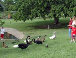 Anzac Park And Ululah Lagoon - Mackay Tourism 0