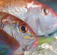 Coro Hotel - Lure Seafood Restaurant - Mackay Tourism