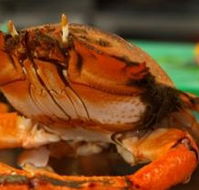 River Cottage Restaurant - Mackay Tourism