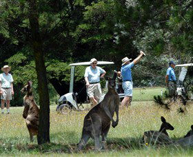 Moggs Swamp NSW Mackay Tourism