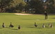 Royal Hobart Golf Club - thumb 0