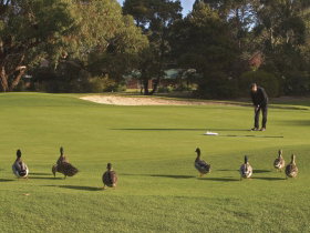 Royal Hobart Golf Club - Mackay Tourism 0