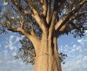 Kununurra WA Mackay Tourism
