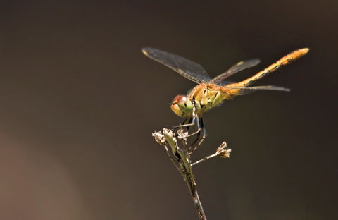 Dragonfly Discovery - Mackay Tourism 0