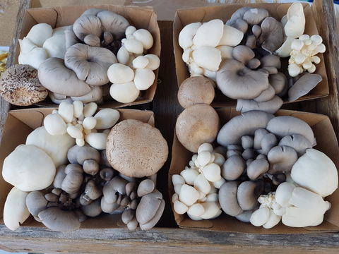 Lawrence Farmers And Community Markets - Mackay Tourism 2