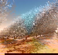 Mallee Almond Blossom Festival - Mackay Tourism