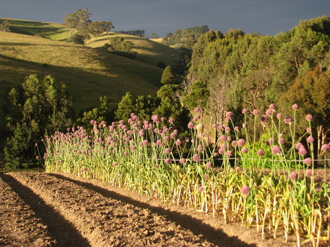 Meeniyan Garlic Festival - Mackay Tourism 1