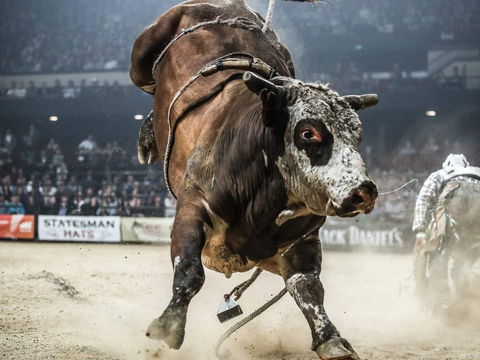 PBR Hawkesbury Stampede - Mackay Tourism 1