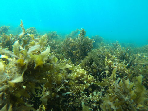 Recovery Of The Great Barrier Reef Expedition - Mackay Tourism 2